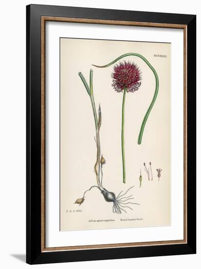 Allium-Round Head Garlic-John Edward Sowerby-Framed Art Print