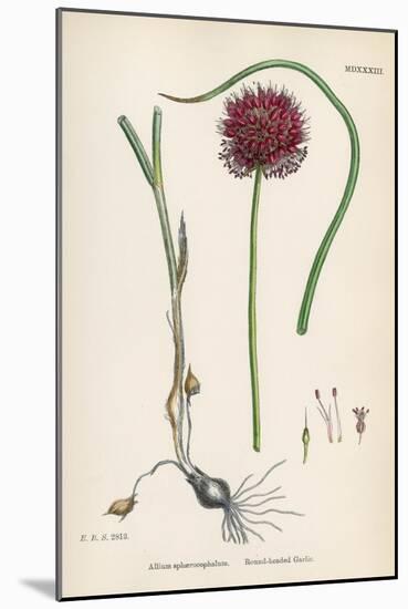 Allium-Round Head Garlic-John Edward Sowerby-Mounted Art Print