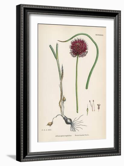 Allium-Round Head Garlic-John Edward Sowerby-Framed Art Print