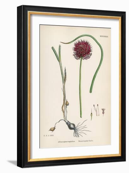 Allium-Round Head Garlic-John Edward Sowerby-Framed Art Print