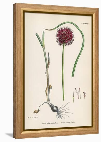 Allium-Round Head Garlic-John Edward Sowerby-Framed Stretched Canvas