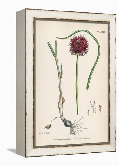 Allium-Round Head Garlic-John Edward Sowerby-Framed Stretched Canvas