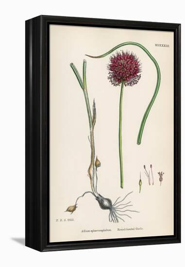 Allium-Round Head Garlic-John Edward Sowerby-Framed Stretched Canvas