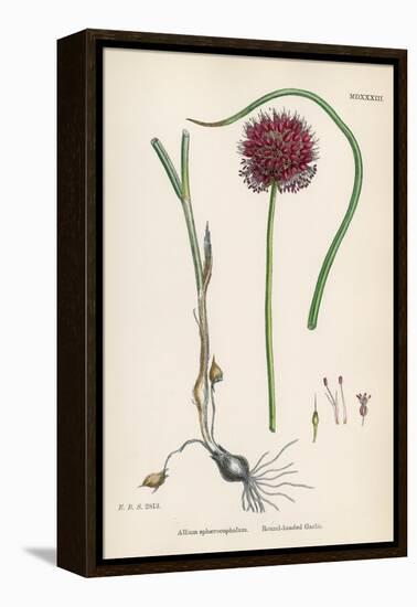 Allium-Round Head Garlic-John Edward Sowerby-Framed Stretched Canvas