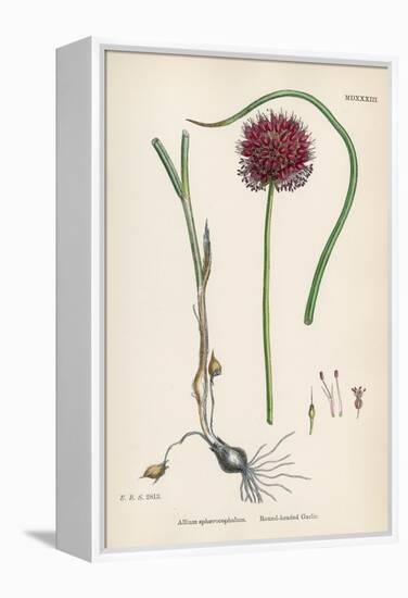 Allium-Round Head Garlic-John Edward Sowerby-Framed Stretched Canvas