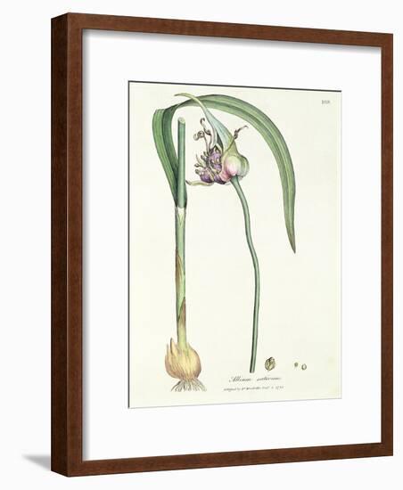 Allium Sativum, 1792-null-Framed Giclee Print