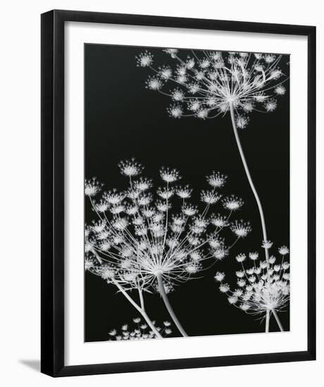 Allium Silhouette II-Ella Lancaster-Framed Giclee Print