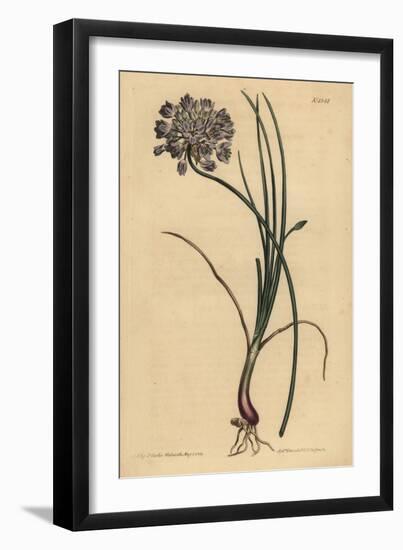 Allium Stellerianum (Jonquil)-Sydenham Teast Edwards-Framed Giclee Print