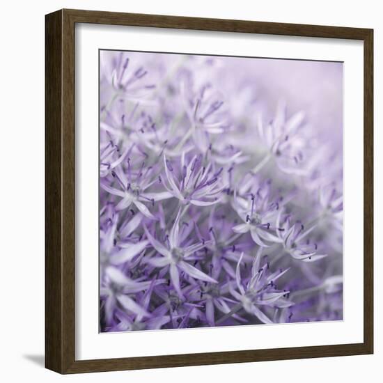 Allium Thistle-Assaf Frank-Framed Giclee Print