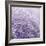 Allium Thistle-Assaf Frank-Framed Giclee Print