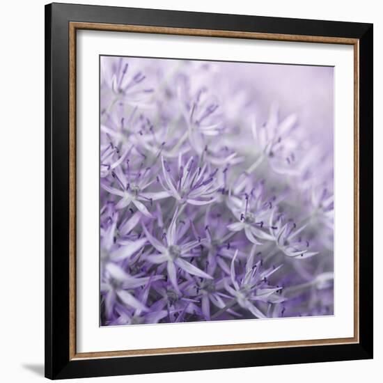 Allium Thistle-Assaf Frank-Framed Giclee Print