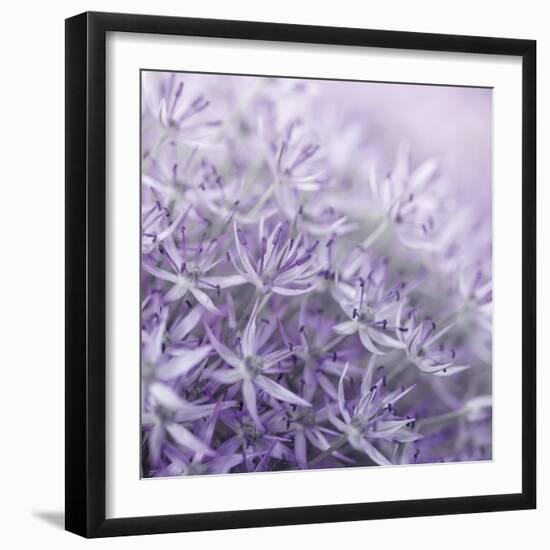 Allium Thistle-Assaf Frank-Framed Giclee Print