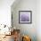 Allium Thistle-Assaf Frank-Framed Giclee Print displayed on a wall