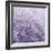 Allium Thistle-Assaf Frank-Framed Giclee Print