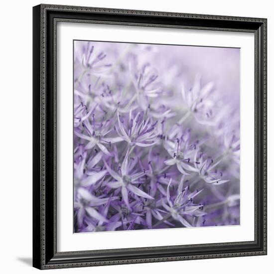 Allium Thistle-Assaf Frank-Framed Giclee Print