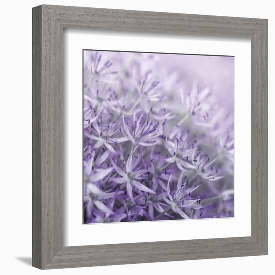 Allium Thistle-Assaf Frank-Framed Giclee Print