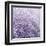 Allium Thistle-Assaf Frank-Framed Giclee Print