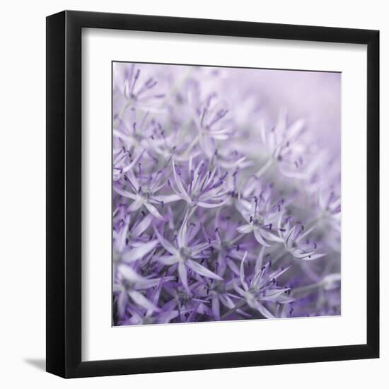 Allium Thistle-Assaf Frank-Framed Giclee Print