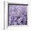 Allium Wisteria-Assaf Frank-Framed Giclee Print