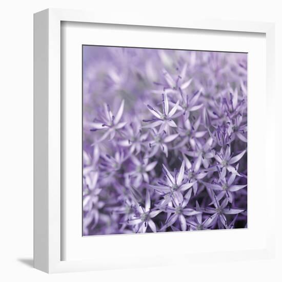 Allium Wisteria-Assaf Frank-Framed Giclee Print