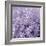 Allium Wisteria-Assaf Frank-Framed Giclee Print