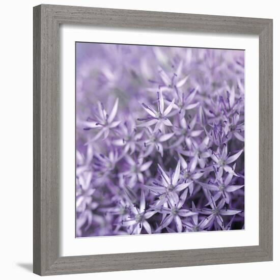 Allium Wisteria-Assaf Frank-Framed Giclee Print