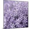 Allium Wisteria-Assaf Frank-Mounted Giclee Print