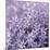 Allium Wisteria-Assaf Frank-Mounted Giclee Print