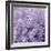 Allium Wisteria-Assaf Frank-Framed Giclee Print