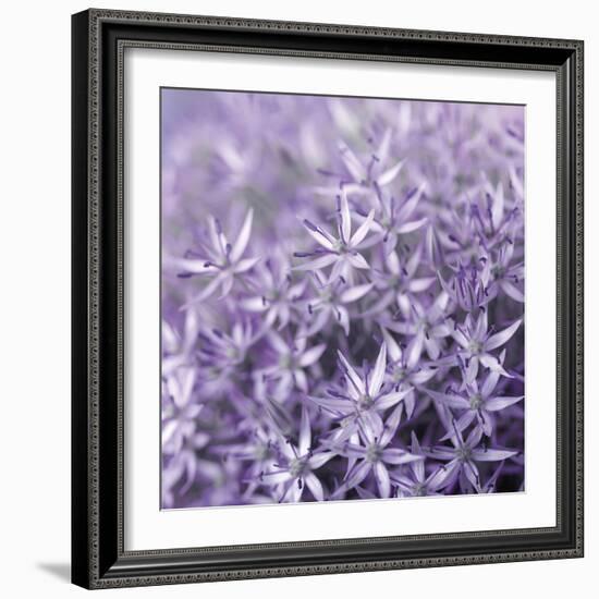 Allium Wisteria-Assaf Frank-Framed Giclee Print