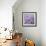 Allium Wisteria-Assaf Frank-Framed Giclee Print displayed on a wall