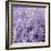 Allium Wisteria-Assaf Frank-Framed Giclee Print