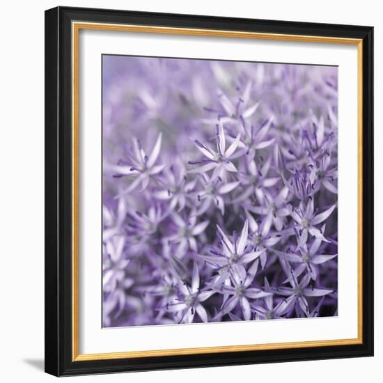 Allium Wisteria-Assaf Frank-Framed Giclee Print