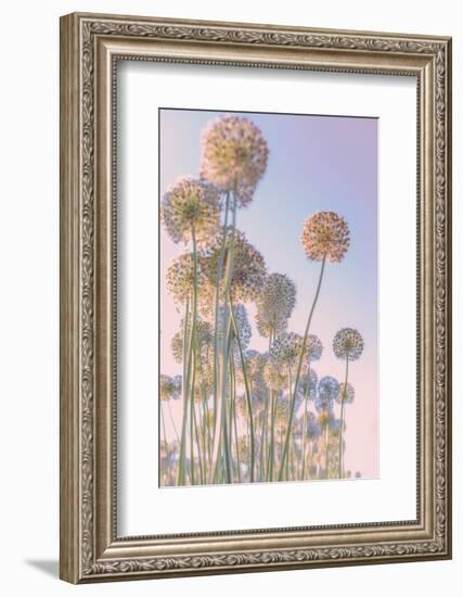 Allium-Nancy Crowell-Framed Photographic Print