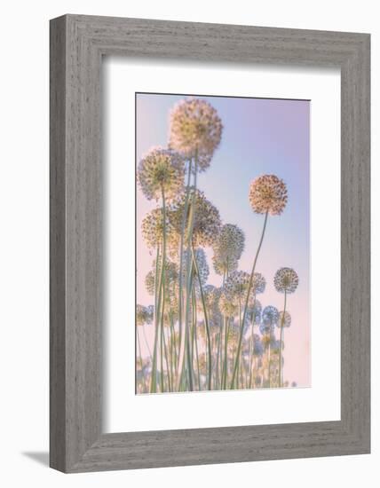 Allium-Nancy Crowell-Framed Photographic Print