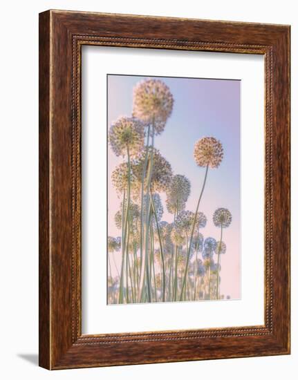 Allium-Nancy Crowell-Framed Photographic Print