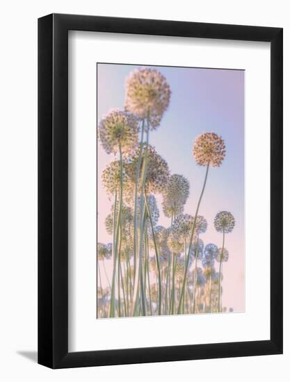 Allium-Nancy Crowell-Framed Photographic Print