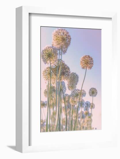 Allium-Nancy Crowell-Framed Photographic Print