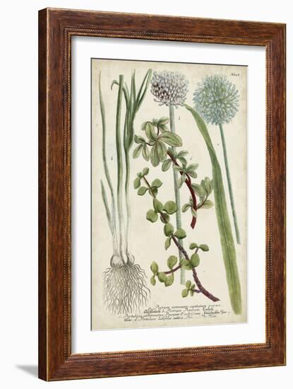 Allium-Weinmann-Framed Art Print