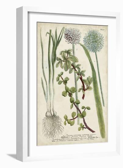 Allium-Weinmann-Framed Art Print