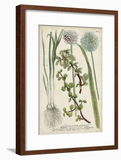 Allium-Weinmann-Framed Art Print