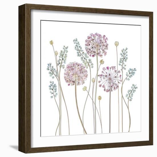 Allium-Mandy Disher-Framed Photographic Print
