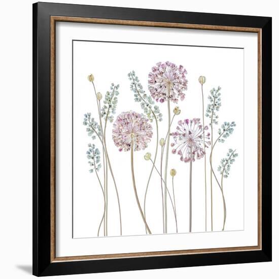 Allium-Mandy Disher-Framed Photographic Print