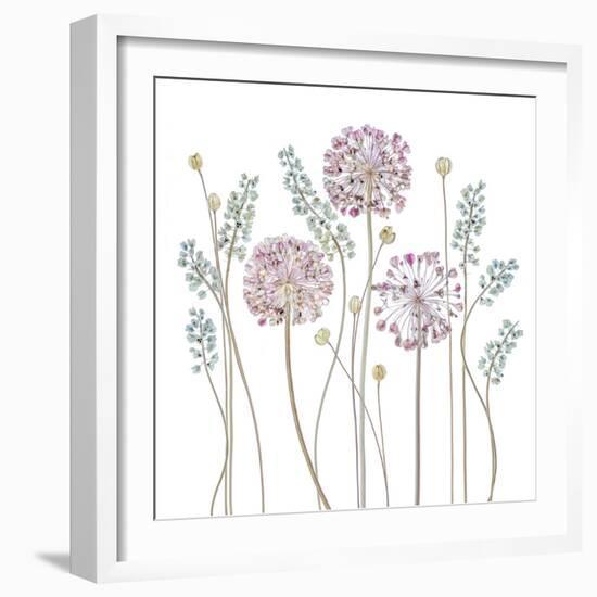 Allium-Mandy Disher-Framed Photographic Print