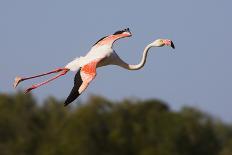 Greater Flamingo (Phoenicopterus Roseus) Taking Off from Lagoon, Camargue, France, May 2009-Allofs-Photographic Print