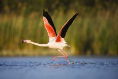 Greater Flamingo (Phoenicopterus Roseus) Taking Off from Lagoon, Camargue, France, May 2009-Allofs-Photographic Print