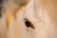 White Camargue Horse, Mother with Brown Foal, Camargue, France, April 2009-Allofs-Photographic Print