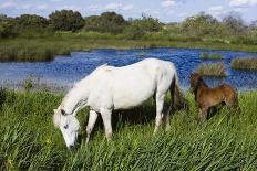 White Camargue Horse, Mother with Brown Foal, Camargue, France, April 2009-Allofs-Photographic Print