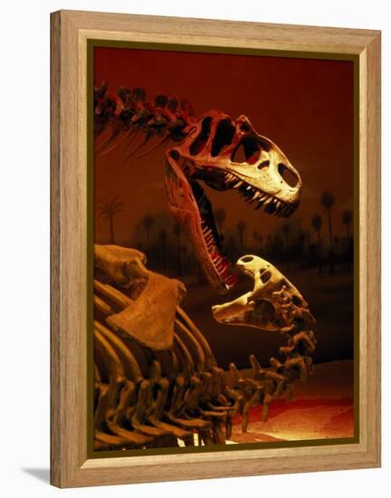 Allosaurus and Camptosaurus, Museum-Mark Gibson-Framed Premier Image Canvas