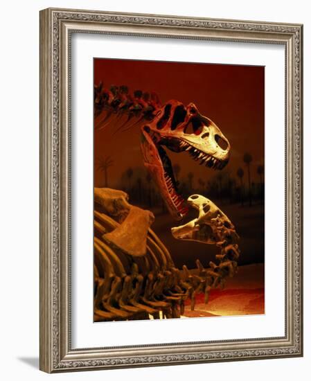 Allosaurus and Camptosaurus, Museum-Mark Gibson-Framed Photographic Print